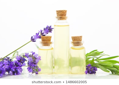 lavender essential oil in a beautiful bottle on the White background