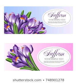 Card or invitation with the flowers of saffron. Vector illustration with bouquet of crocuses