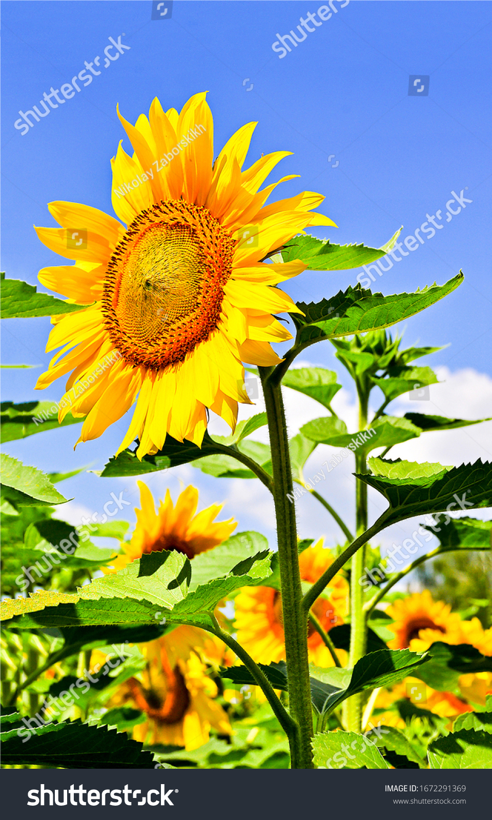 Sunflower flower close up. Sunflower on sunflower field. Sunflower 
