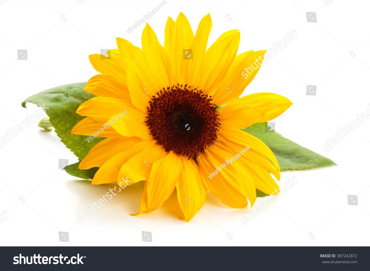 Sunflower  with leaves isolated on white background. 