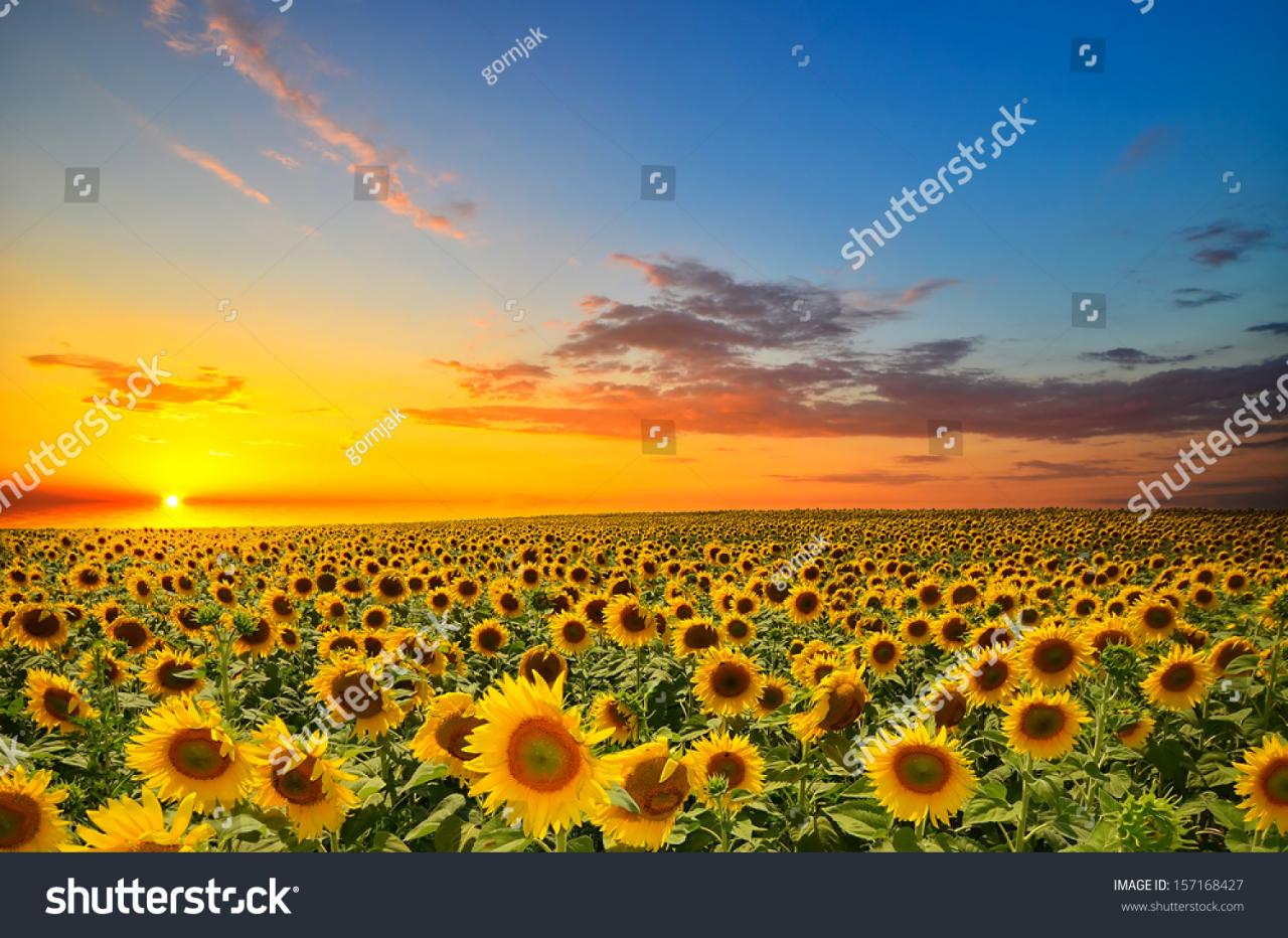 Hình nền : Hoa hướng dương, cánh đồng, Đám mây, Bầu trời, bóng tối  1920x1200 - - 1098744 - Hình nền đẹp hd - WallHere