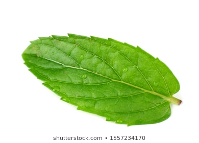 single fresh mint leaf isolated on white background