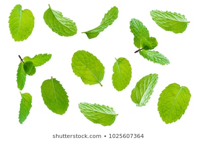 Fly fresh raw mint leaves isolated on white background