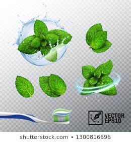 3D realistic vector set, transparent splash of water with a mint sprout, various options for mint leaves, a fresh whirlwind, a toothbrush with a paste