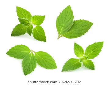 mint leaves isolated. set