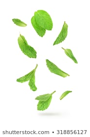 green mint leaves falling in the air isolated on white background