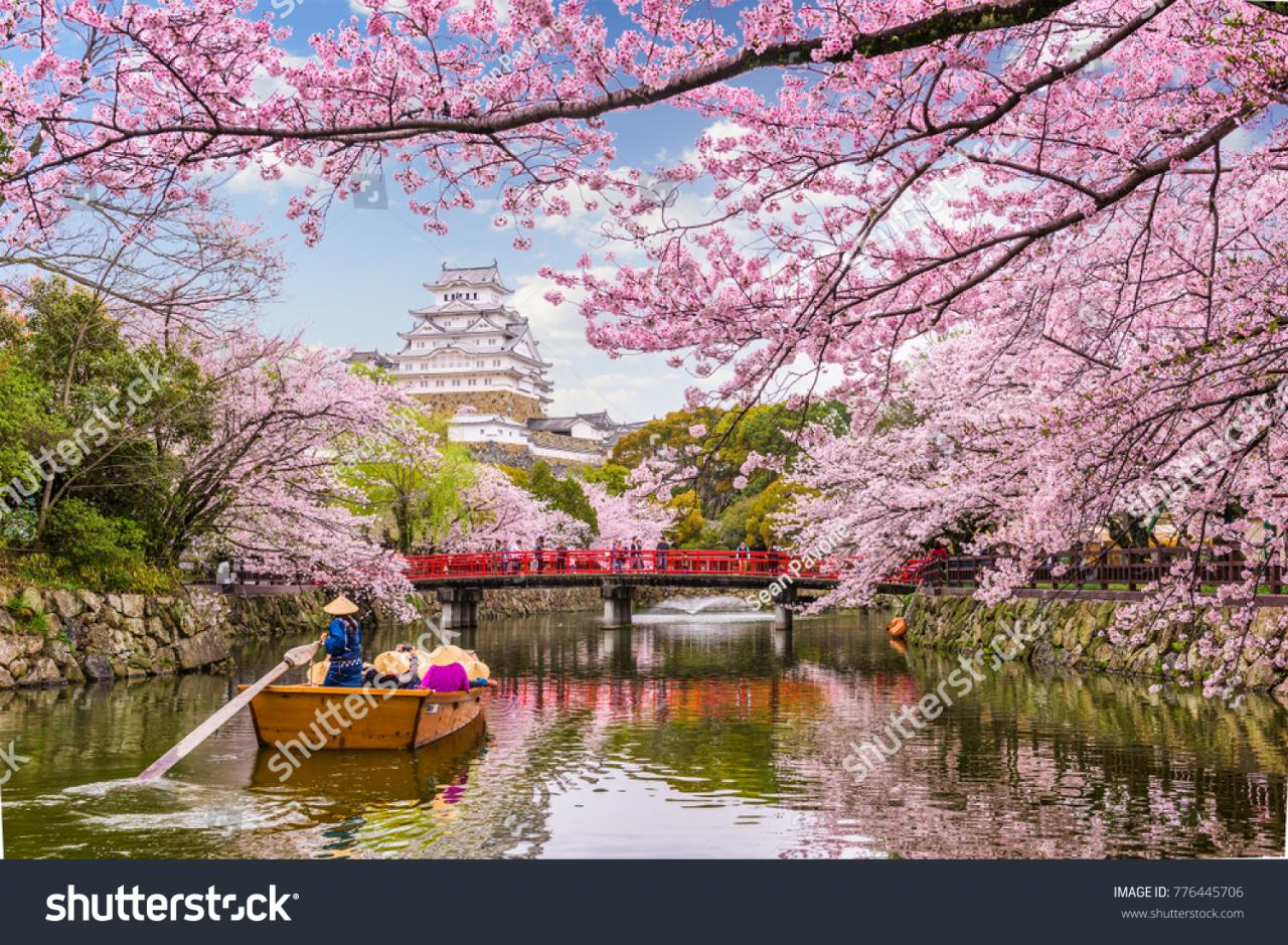 643.000 hình ảnh hoa anh đào sakura nhật bản (stock/vector) - Mua ...