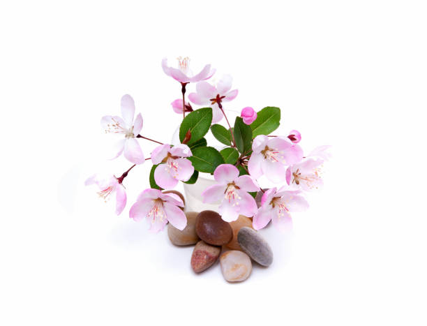 3.548 ảnh stock về cành hoa đào, dùng cho thiết kế , trang trí , in ấn lịch tết