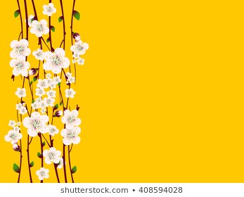  ảnh về cành hoa mai đẹp, độc đáo dùng trang trí cho ngày tết mỗi dịp  xuân về - Mua bán hình ảnh shutterstock giá rẻ chỉ từ  đ trong 2 phút
