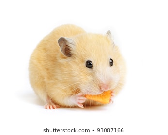 Hình Nền Chuột Hamster 3d Đẹp Cute Ngộ Nghĩnh Nhất Trường Tiểu học Thủ Lệ