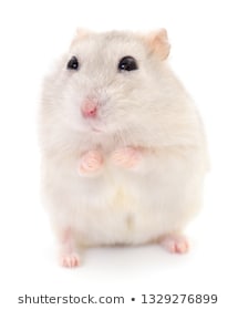 Chuột Hamster Trắng  Đặc Điểm  Cách Chăm Sóc  Thichthucungcom