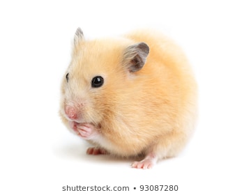 Ảnh Chuột Hamster Cute, Dễ Thương, Lí Lắc Đáng Yêu Nhất - TH Điện Biên Đông