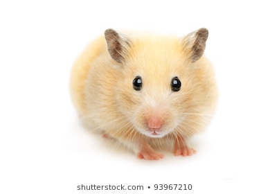 Cách vẽ chuột hamster  Dạy Vẽ