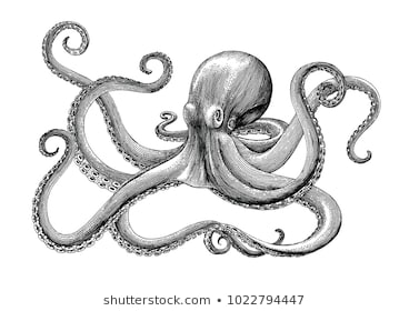 Cách vẽ con bạch tuộc cho bé Mẫu hình vẽ bạch tuộc đẹp vừa dễ thương   Đại Việt Sài Gòn