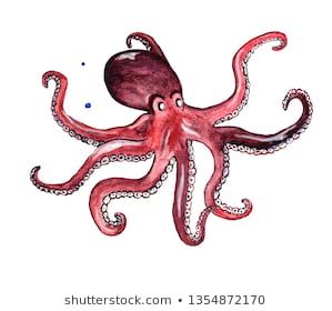 15 Cách vẽ con bạch tuộc đơn giản nhất  YeuTreNet