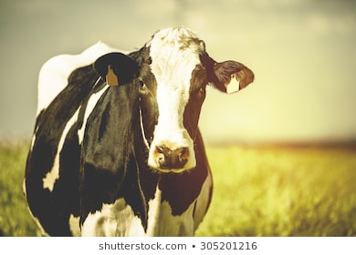 Giá thức ăn chăn nuôi tăng cao nông dân phải nhồi cỏ nuôi bò