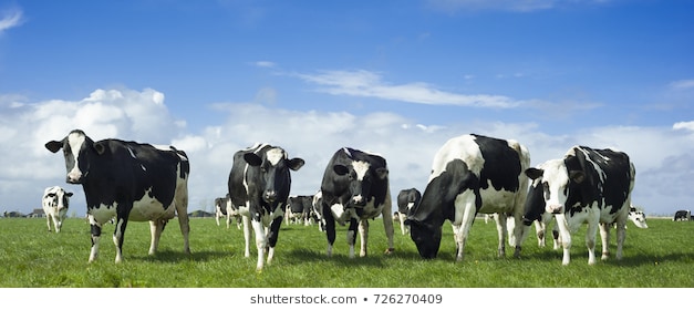 174.709 Hình Nền Về Bò Sữa, Tuyển Tập Ảnh Đẹp Nhất Mà Bạn Không Thể Bỏ Qua  - Mua Bán Hình Ảnh Shutterstock Giá Rẻ Chỉ Từ 3.000 Đ Trong 2 Phút
