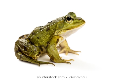 Hình ảnh Dễ Thương Là Một Phần Tử Hình Vẽ Tay Của Con ếch PNG  đáng Yêu  Hoạt Hình Hoa Văn Trang Trí PNG miễn phí tải tập tin PSDComment và