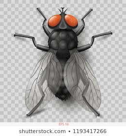 Xem hơn 100 ảnh về hình vẽ côn trùng  NEC