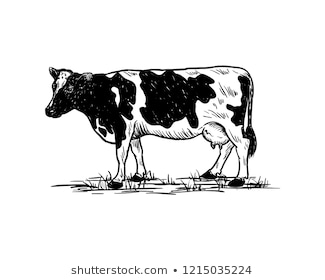 Lakenvelder gia súc Hoàng giamiễn phí Hoạ  Tay con bò vẽ png tải về   Miễn phí trong suốt Gia Súc png Tải về