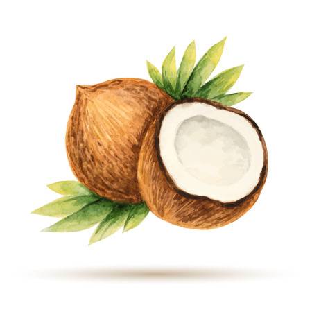 Hướng dẫn vẽ quả dừa  How to draw a coconut  Kim Thành Cần Giờ  YouTube