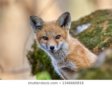 101 hình ảnh con cáo đẹp và dễ thương nhất  Hình đẹp về con cáo đỏ