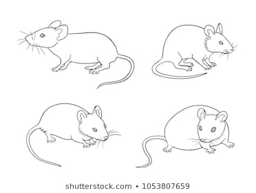  hình ảnh về con chuột bạch đẹp ngộ nghĩnh, đáng yêu nhất - Mua bán hình  ảnh shutterstock giá rẻ chỉ từ  đ trong 2 phút