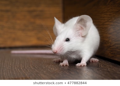 Đố bạn vì sao chuột máy tính lại được gọi làChuột Có bao giờ bạn thắc  mắc chuột thời ông bà anh trông như thế nào