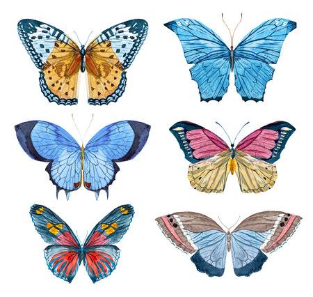  hình nền về con bướm đẹp lung linh, màu sắc rực rỡ - Mua bán hình  ảnh shutterstock giá rẻ chỉ từ  đ trong 2 phút
