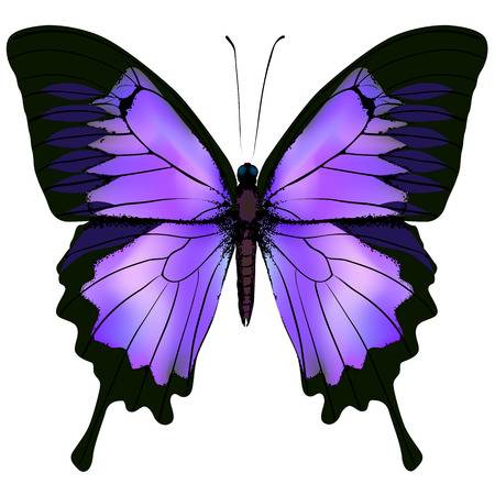 Hình xăm bướm Ý nghĩa biểu tượng và gợi ý những mẫu hình xăm