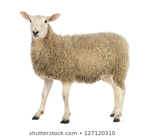 23 Những chú cừu thông minh ý tưởng  cừu shaun the sheep hình nền disney