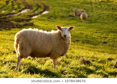 399.690 Hình Ảnh Về Con Cừu Vô Cùng Thú Vị, Down Ngay - Mua Bán Hình Ảnh  Shutterstock Giá Rẻ Chỉ Từ 3.000 Đ Trong 2 Phút