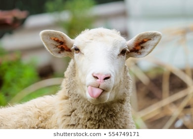399.690 Hình Ảnh Về Con Cừu Vô Cùng Thú Vị, Down Ngay - Mua Bán Hình Ảnh  Shutterstock Giá Rẻ Chỉ Từ 3.000 Đ Trong 2 Phút