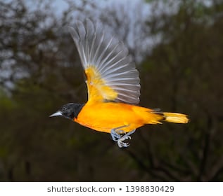 Giảm giá Tranh tự tô màu sơn dầu số hóa động vật - Đôi chim vàng anh -  BeeCost