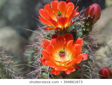 Hoa xương rồng năm 2020 tiếp tục trở thành nguồn cảm hứng cho các nhiếp ảnh gia và yêu thích thực vật trong sáng tạo hình ảnh. Thật tuyệt vời khi được ngắm nhìn những bông hoa xương rồng đầy ấn tượng và đặc biệt này qua ống kính.