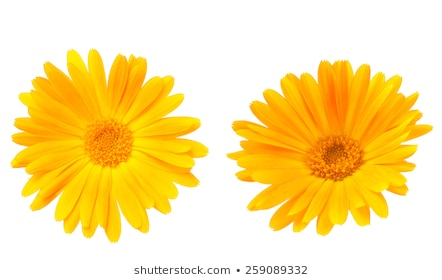 Hình ảnh Hoa Cúc Vàng,váng,màu Vàng,cây PNG Miễn Phí Tải Về - Lovepik
