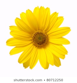 510 .835 hình ảnh về hoa cúc vàng, bộ hình nền tuyệt đẹp ý nghĩa ...