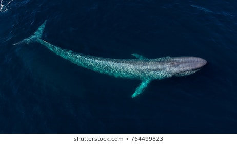 Cập nhật với hơn 76 về hình nền cá voi cute  coedocomvn