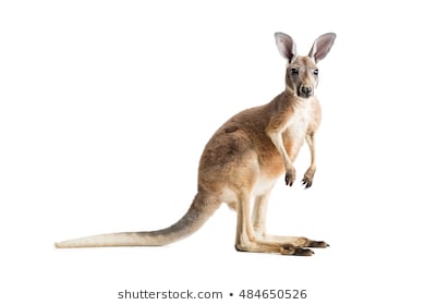 Cách vẽ chuột túi Kangaroo  Vẽ Từng Nét Nhỏ