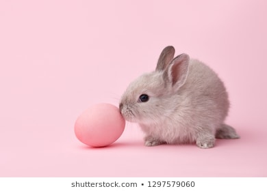 Con thỏ đáng yêu: Hãy ngắm nhìn hình ảnh của con thỏ đáng yêu này và bạn sẽ say đắm trước vẻ đẹp tuyệt vời của nó. Với đôi tai dài và đôi mắt to tròn, con thỏ này sẽ khiến cho bạn cảm thấy thích thú và đáng yêu như chính nó!