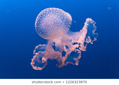  hình ảnh về con sứa đẹp ngất ngây, mời bạn cùng khám phá - Mua bán hình  ảnh shutterstock giá rẻ chỉ từ  đ trong 2 phút