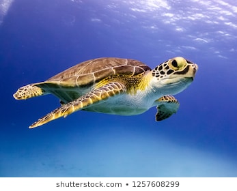 Xem hơn 100 ảnh về hình vẽ con rùa daotaoneceduvn