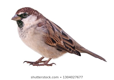 Hình ảnh chim Chào Mào đẹp nhất thế giới chất lượng cao