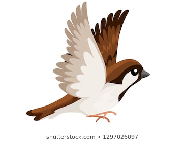 Chim sẻ  177801 Ảnh vector và hình chụp có sẵn  Shutterstock