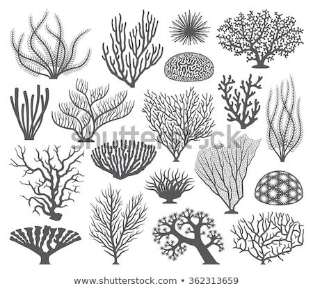 Mách bạn với hơn 108 hình vẽ san hô hay nhất  Tin Học Vui