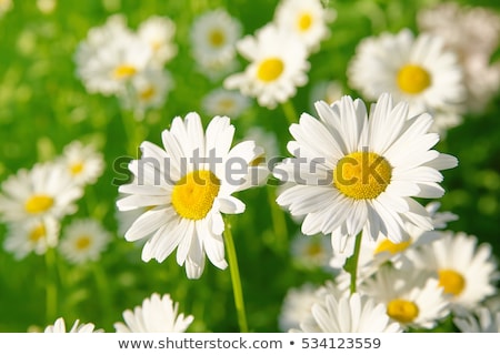 Hoa cúc họa mi là một trong những loại hoa quen thuộc để trang trí nhà cửa hay tặng cho người thân yêu. Hãy cùng xem hình ảnh của loài hoa này để thấy sự tươi mới và tuyệt đẹp của những cánh hoa trắng tinh khôi.
