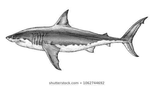Tổng Hợp Với Hơn 78 Vẽ Cá Mập 3D Tuyệt Vời Nhất - Tin Học Vui