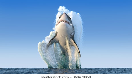 Tập Hợp 109.581 Hình Ảnh Về Cá Mập, Đẹp Nhất, Đáng Xem Nhất - Mua Bán Hình  Ảnh Shutterstock Giá Rẻ Chỉ Từ 3.000 Đ Trong 2 Phút