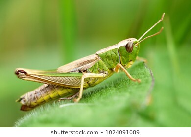 Vẽ con vật 154 Vẽ Con cào cào châu chấu  How to draw a locust  YouTube