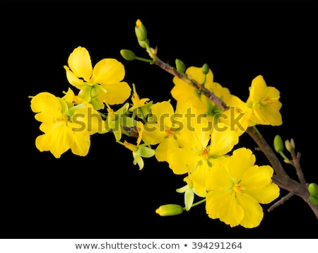 Hoa mai là loài cây được yêu thích ở Việt Nam do có bông hoa vàng rực rỡ. Cây hoa mai không chỉ đem lại sắc xuân tươi trẻ cho ngôi nhà mà còn giúp tạo không gian xanh mát trong khu vườn. Nhấn vào hình ảnh để ngắm nhìn vẻ đẹp của hoa mai.